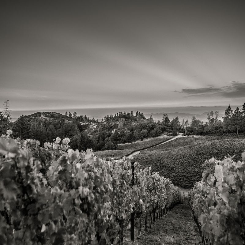 Melka Wines, St. Helena, Napa Valley