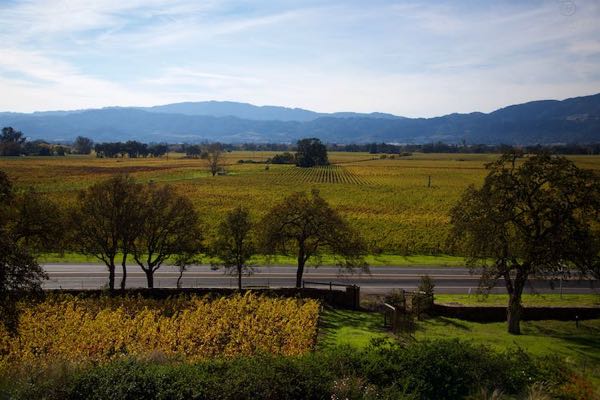 Miner Family Winery