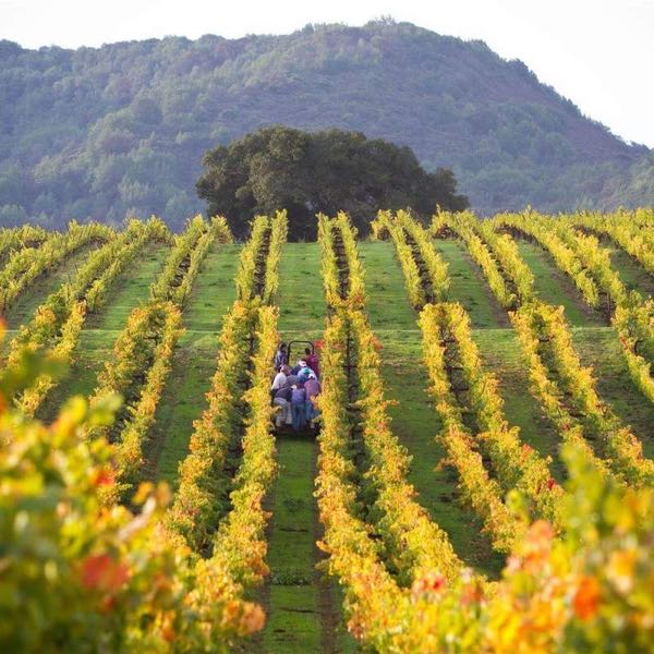 Moone-Tsai Vineyards at Brasswood