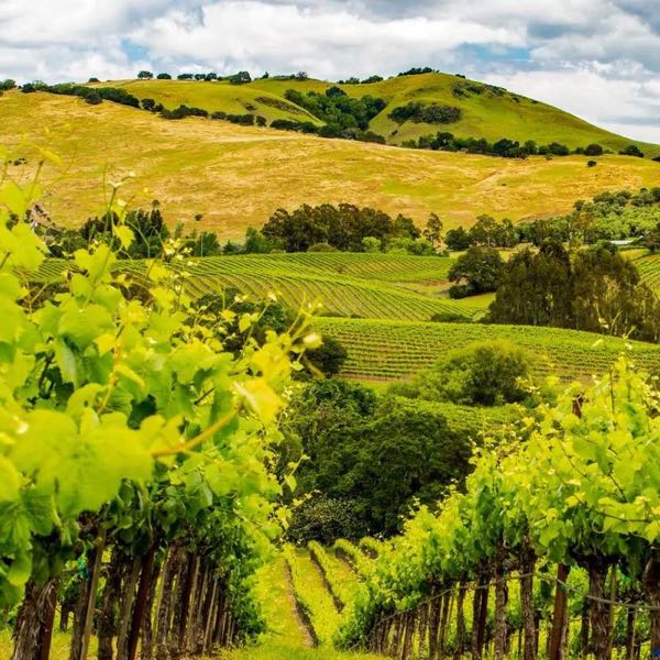 Mumm Napa