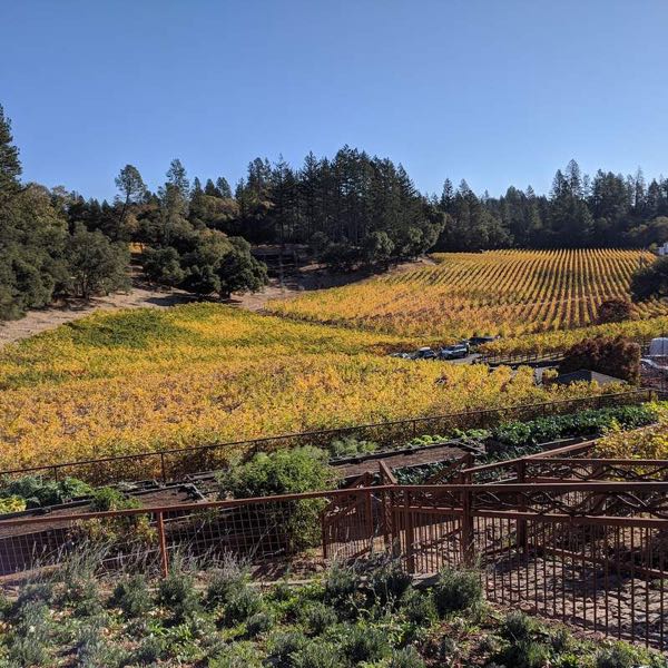 Neal Family Vineyard