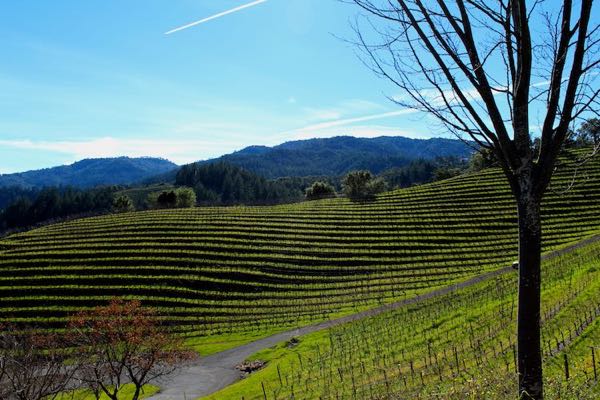 Newton Vineyard
