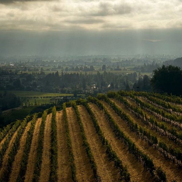 Newton Vineyard