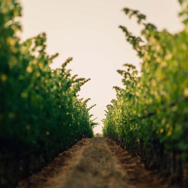 Ovid Napa Valley