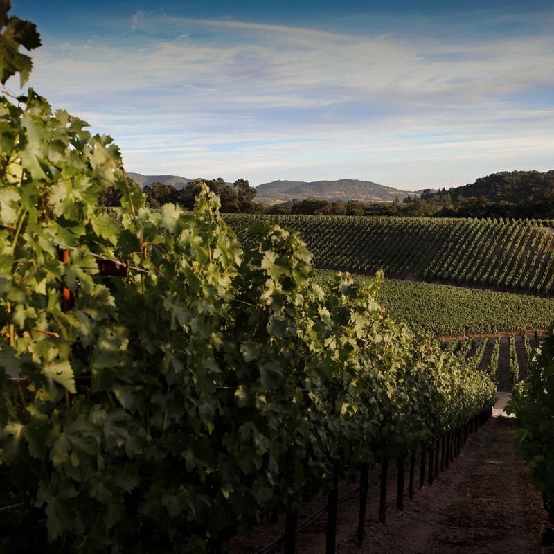 Palmaz Vineyards, Oak Knoll District, Napa Valley