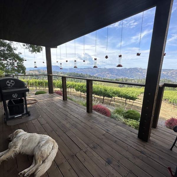 Paloma Vineyard