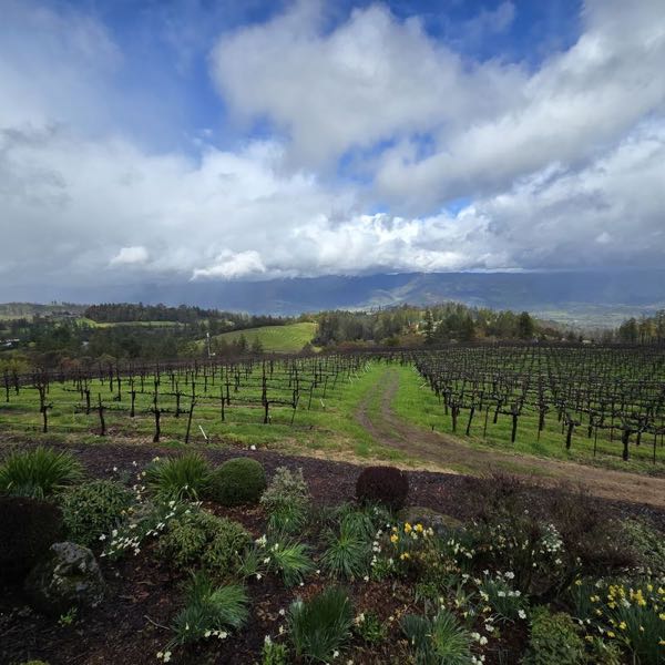 Paloma Vineyard
