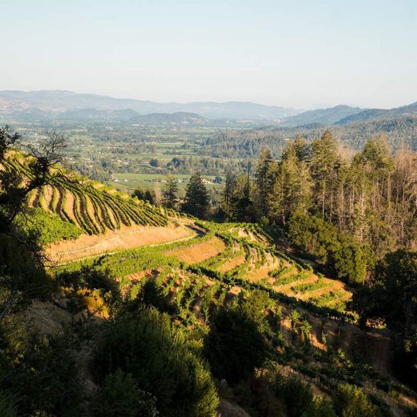 Peacock Family Vineyard