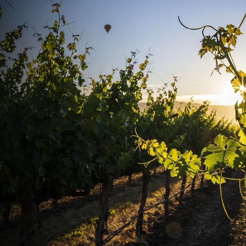 Purlieu Wines, Rutherford, Napa Valley