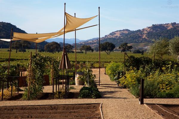 Regusci Winery