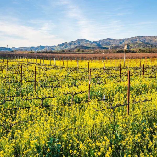 Robert Biale Vineyards