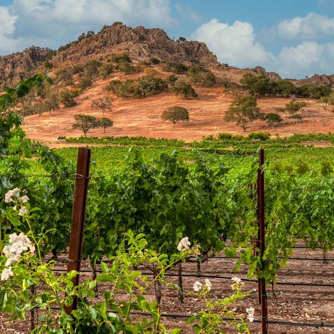 Robinson Family Vineyards