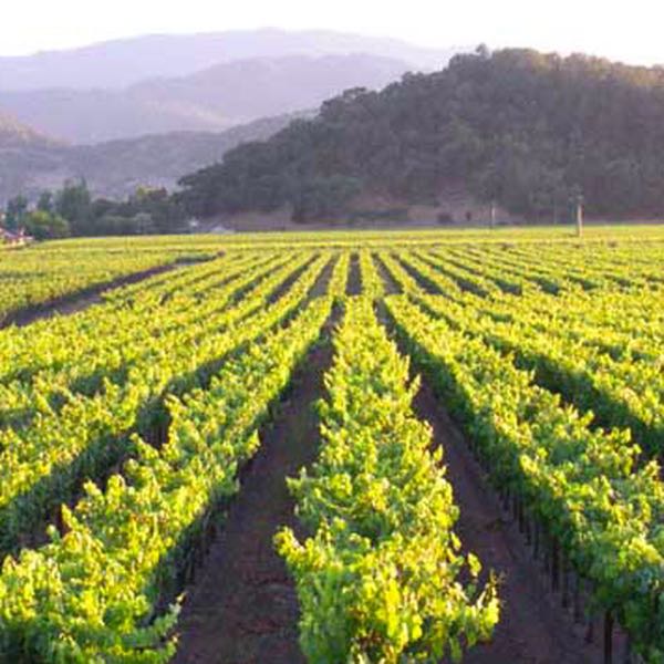 Roots Run Deep Winery
