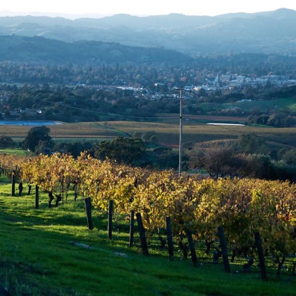 Scalon Cellars