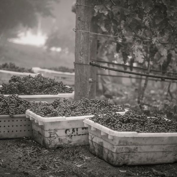 Scalon Cellars