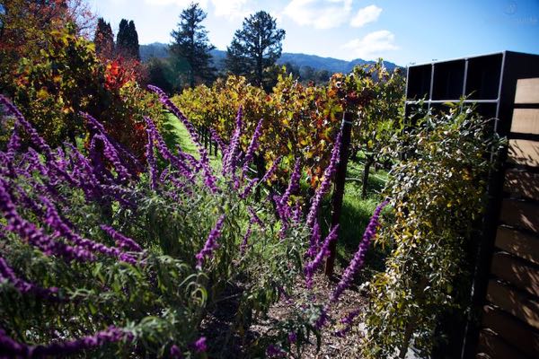 Sinegal Estate Winery