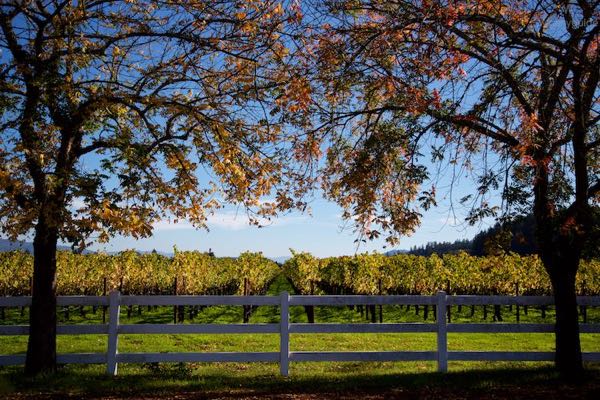 Sinegal Estate Winery
