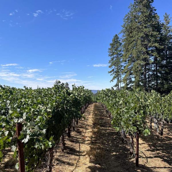 Spence Vineyards