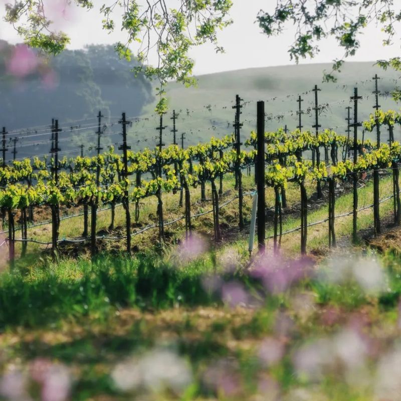 Spring Mountain Vineyard, Spring Mountain District, Napa Valley