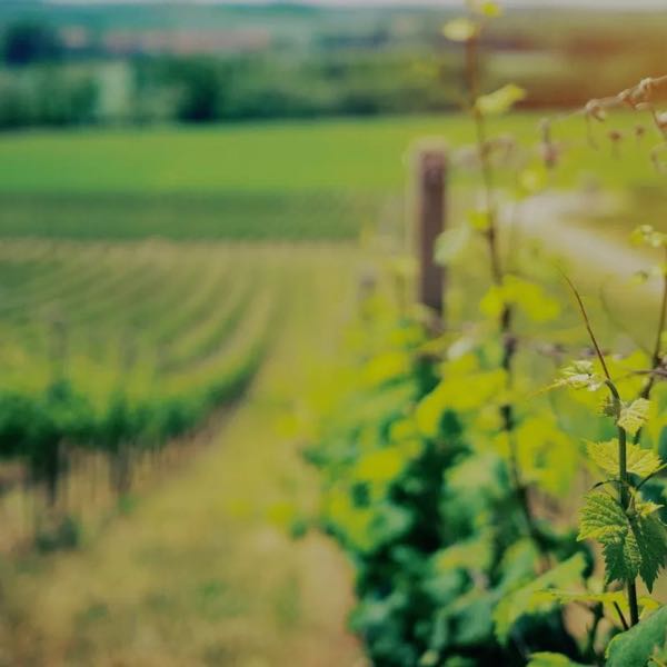Spring Mountain Vineyard