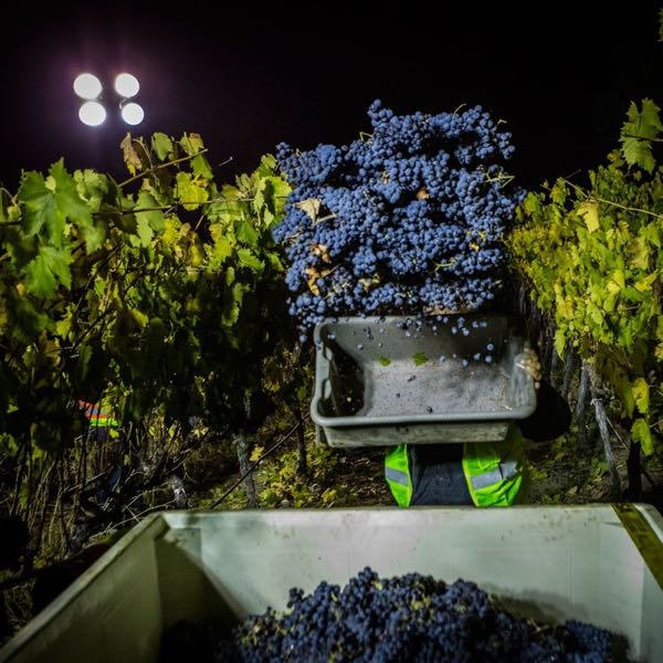 Steltzner Vineyards