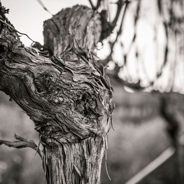 Steltzner Vineyards