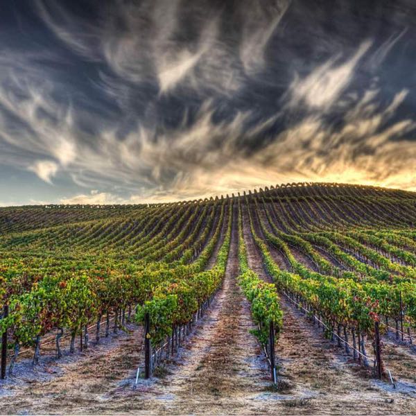 Strala Vineyards