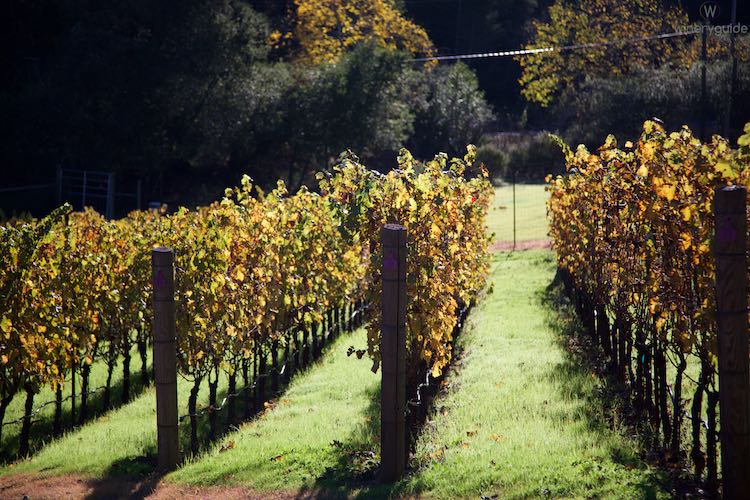 Tom Eddy Winery, Calistoga, Napa Valley