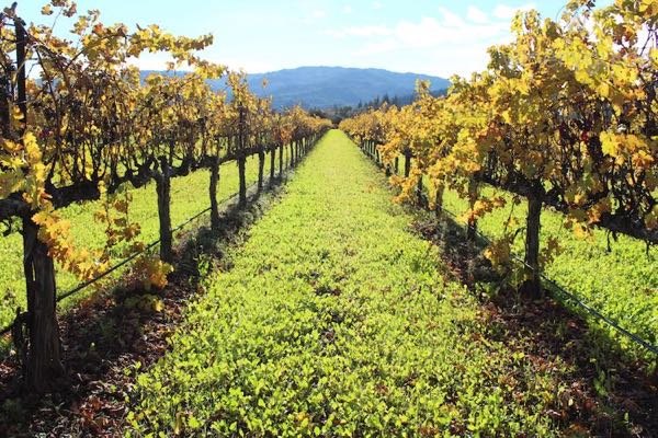 Varozza Vineyards