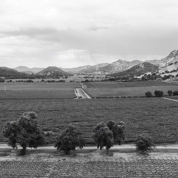 Venge Vineyards