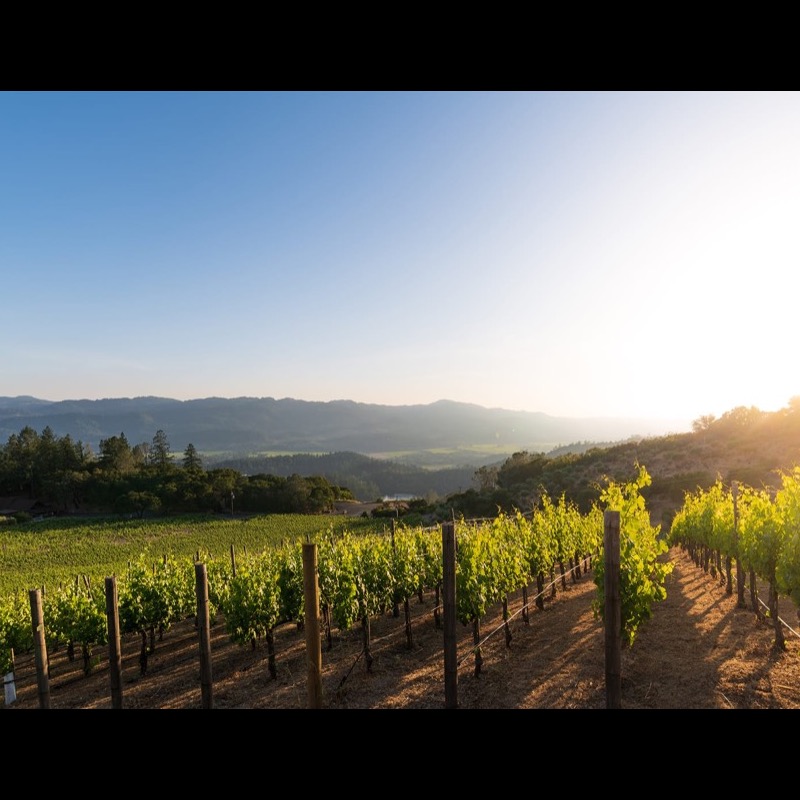 Viader Vineyards & Winery, St. Helena, Napa Valley