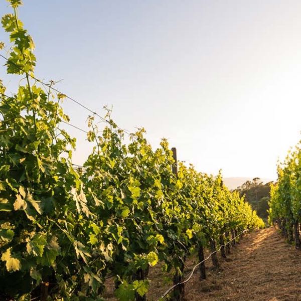 Viader Vineyards & Winery