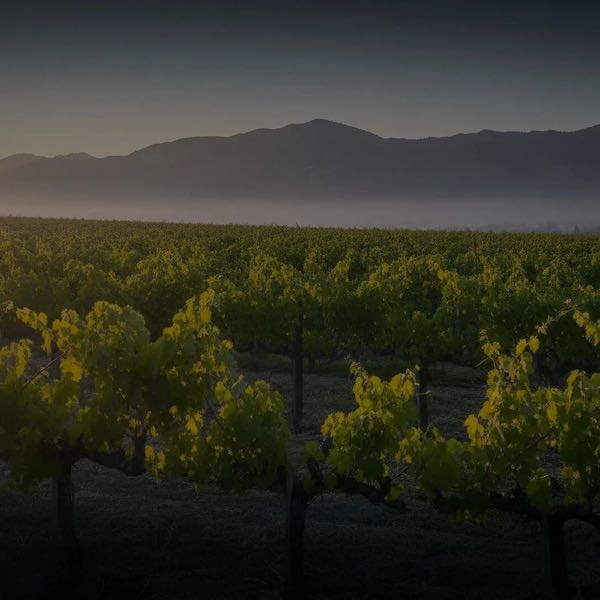 Vine Cliff