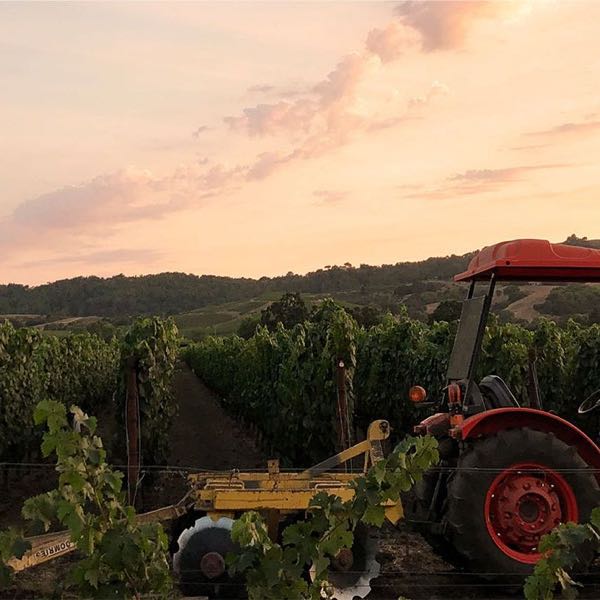 Vintner's Collective