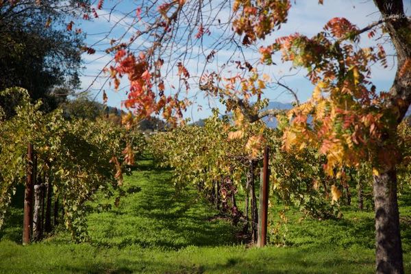 Young Inglewood Vineyards