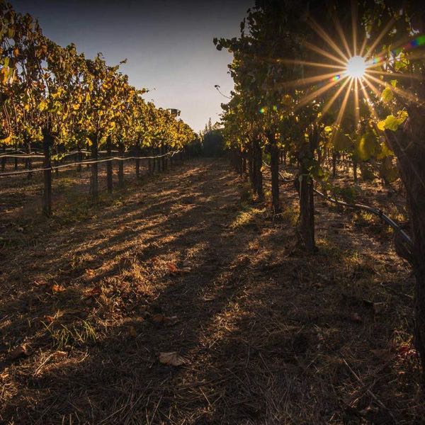 ZD Wines